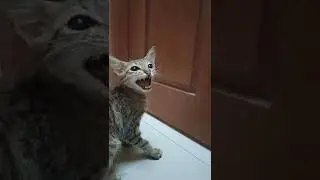 Gate looks danger 😂 | pathale bayama eruke 😂 #vadivelu #gowndamani #funnyvideos #funnyanimals #funny