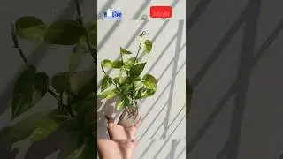how to make new plants from moneyplant cutting😍cute indoor plants for decoration#indoor_plant#nature