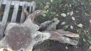 Распилил пень вяза и получил красивые спилы.  Sawed an elm stump and got beautiful cuts.