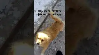 ПРИЮТ УШАСТАЯ НЯНЯ