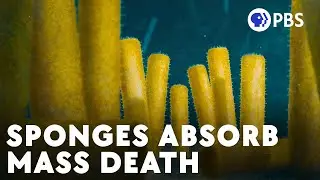 The Second Time Sponges Took Over The World