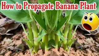 The World should know this Technique How to propagate Multiple Banana Trees