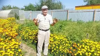 картофельная ботва. 1 метр. 75см