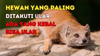 5 Hewan Ini Sangat Ditakuti oleh Ular, Apa Saja?