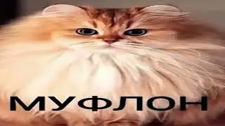 муфлон