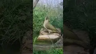 Love bird 