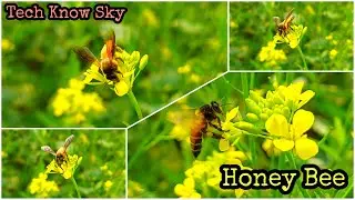 Honey Bees Collecting Honey From Mustard Flowers | Tech Know Sky |