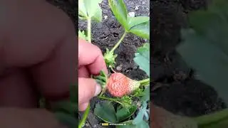 Май весна или лето