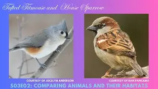 Comparing the Tufted Titmouse and House Sparrow