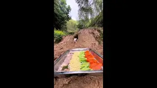 Chinese pastoral dogs and dogs eat in the wild