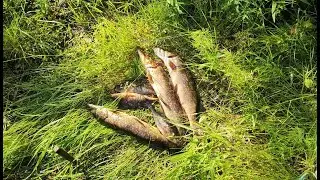 Снова Карелия, рыбалка, поход, много грибов и морошки