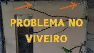 DEU RUIM NO VIVEIRO DAS CALOPSITAS