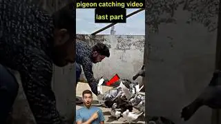 kalduma pigeon catching video last part 😍 | #pigeon #kabootar #shortsfeed #shorts