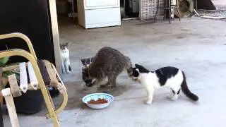 Raccoon eating cats food Original)