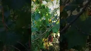 Uvas en el camino