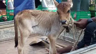 Funny cow videos/Cow Funny video Tik Tok