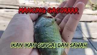 Mencari Lauk Di Sungai Desa, Oki Sumatera Selatan