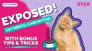 EXPOSING Cat Dental Care Myths! How Can YOU Apply Expert Tips & Tricks for Success?