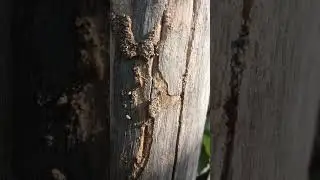 טרמיטים בפעולה - אלדר הדברות