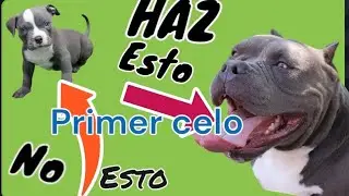 PRIMER CELO EN HEMBRAS, LO QUE DEBES SABER