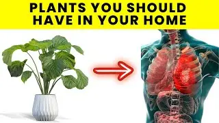 These 7 Plants Are The HEALTHIEST To Have In Your Home!