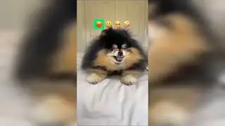 Amazing Pet videos 