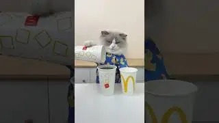 Tik Tok Videos 