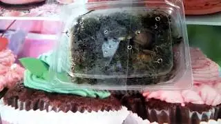 Новые улитки. Расспаковываю посылку
