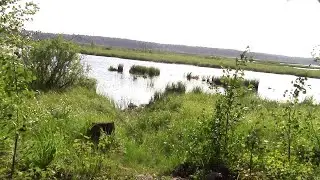Два Михалыча на Карельской ламбушки