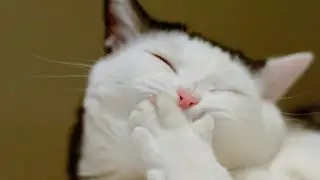 Топ самых смешных видео про котов!