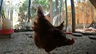 Backyard Chickens Fun Continuous Coop Activity Sounds Noises Hens Clucking Roosters Crowing!