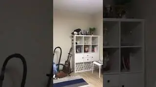 Кот хулиган