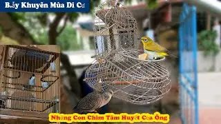 B.ẫy Khuyên Không Cần Mồi Và Vào Nhà Ông Xem Giàn Chim Cảnh Tâm Huyết Của Ông // Chiến Ơi