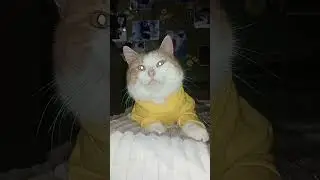 Котик Мурзик 🐱❄
