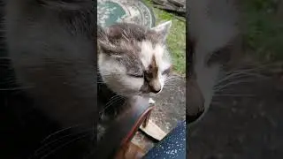 первая гроза в огороде
