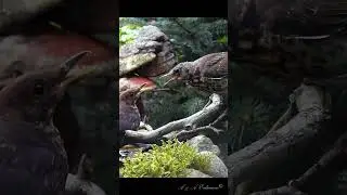 Ссора дроздов ЧЁРНЫЙ И РЯБИННИК #birds #nature