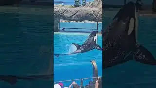 🐟Orca Encounter!🐟 ||My Seaworld Trip|| Day 2 #editz #seaworld