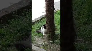 Мой Бусик красотусик ❤❤❤ #сочисегодня #котики #котбусик #коты