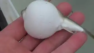 A fish that inflates and curls up when it feels dangerous. Very famous in Japan.