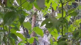 ഫാഷൻ ഫ്രൂട്ടോ ആറു മാസം കൊണ്ടോ 😳😳കണ്ടിട്ട് പറയൂ...