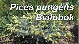 Picea pungens Bialobok (Ель колючая Белобок)