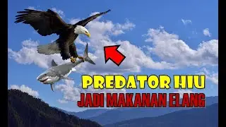ELANG MANGSA HIU, Begini Cara Elang Menangkap Mangsa