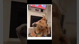 Scooby Doo In Real Life
