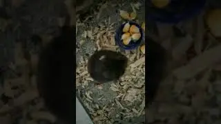 Hamster campbell normal, black