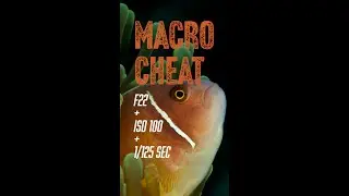 The Simple Formula for Macro Photography // Underwater Photography in Under 60 Seconds 