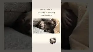カワウソさくら 寝相が異常なくらい可愛すぎて困る otter with a wonderful sleeping appearance