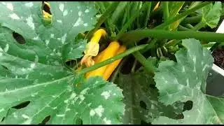 Суперурожайный кабачок Голден Хаус.