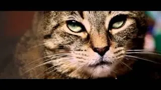 oscar colour grade