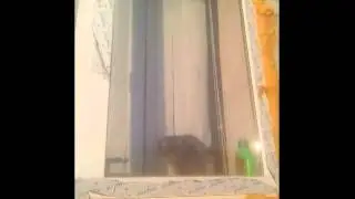 Кот прикол =D Смотреть до конца!