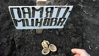 посадка  грецкого ореха сорт Памяти Минова
